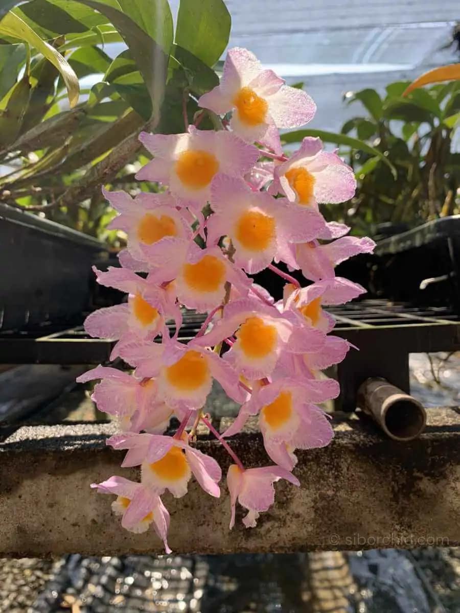 Dendrobium amabile - Dendrobium amabile