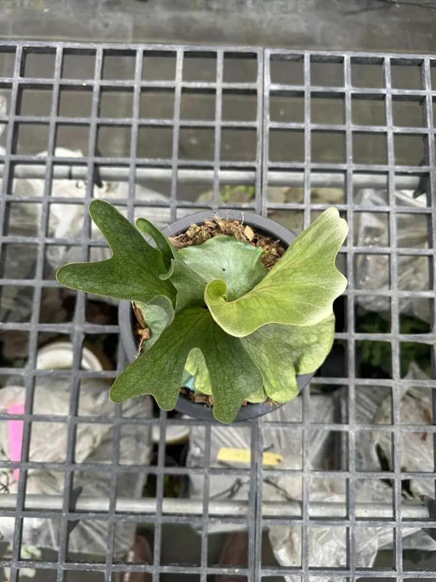 Platycerium wandae - Platycerium wandae for sale
