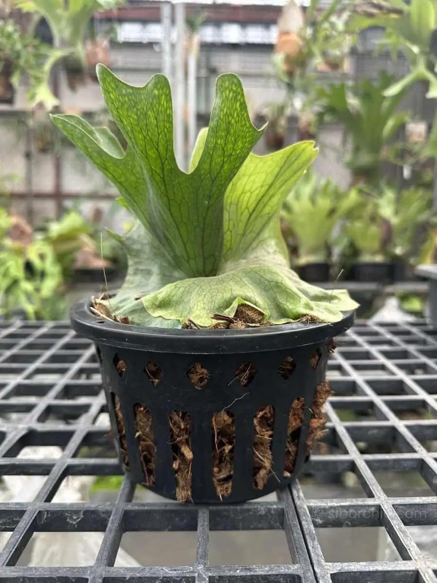Platycerium wandae - Platycerium wandae for sale