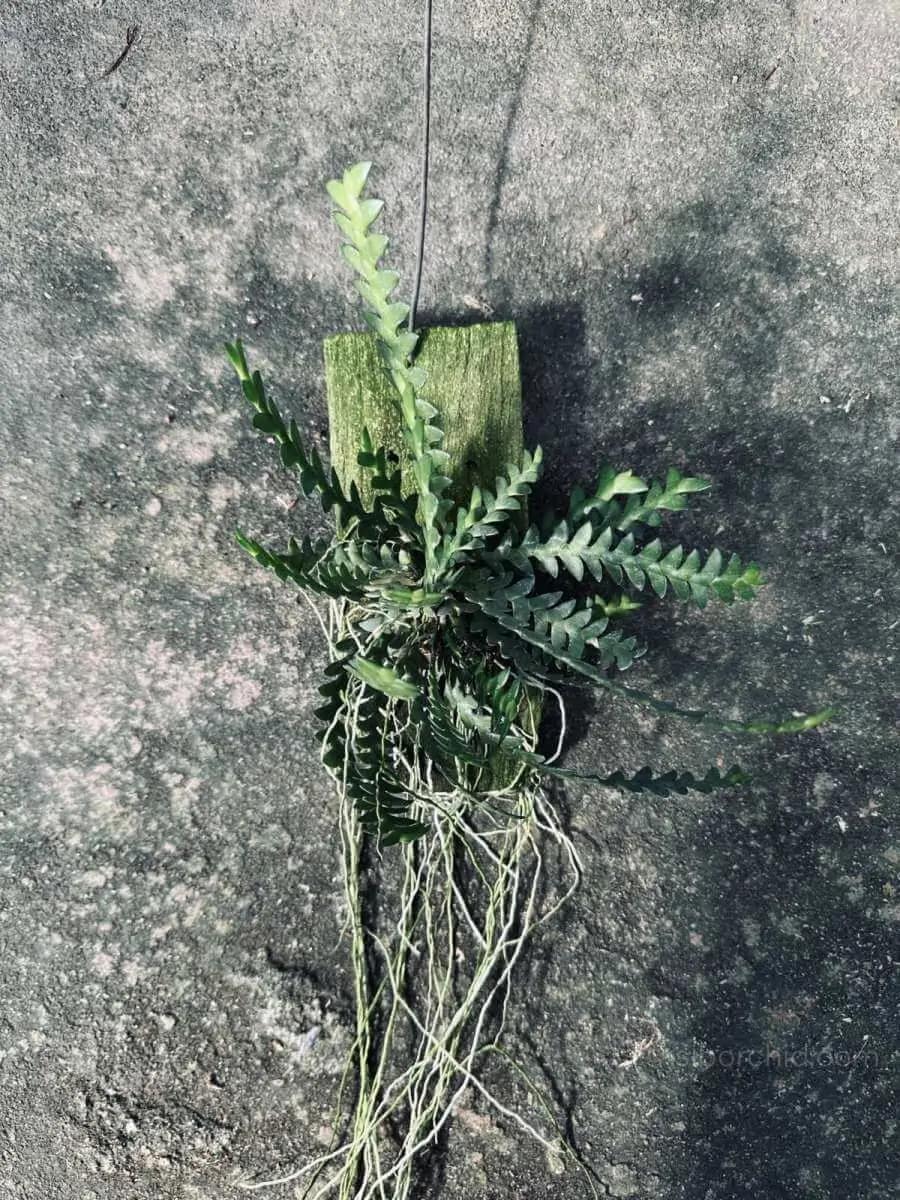 Dendrobium leonis (Well plants) - dendrobium leonis for sale
