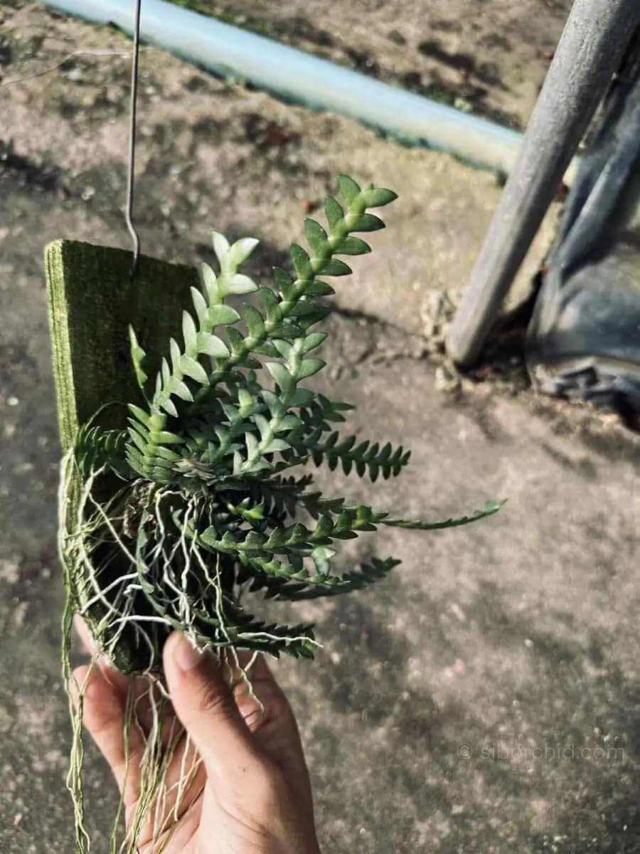 Dendrobium leonis (Well plants) - dendrobium leonis for sale