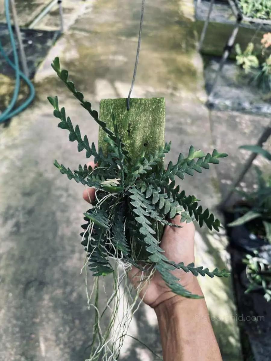 Dendrobium leonis (Well plants) - dendrobium leonis for sale