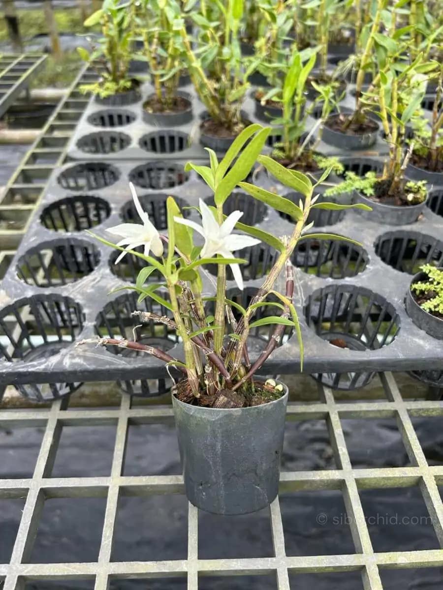 Dendrobium moniliforme - Dendrobium Moniliforme