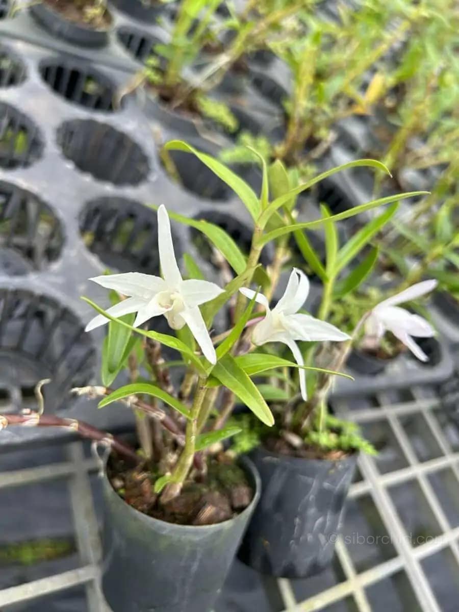 Dendrobium moniliforme - Dendrobium Moniliforme