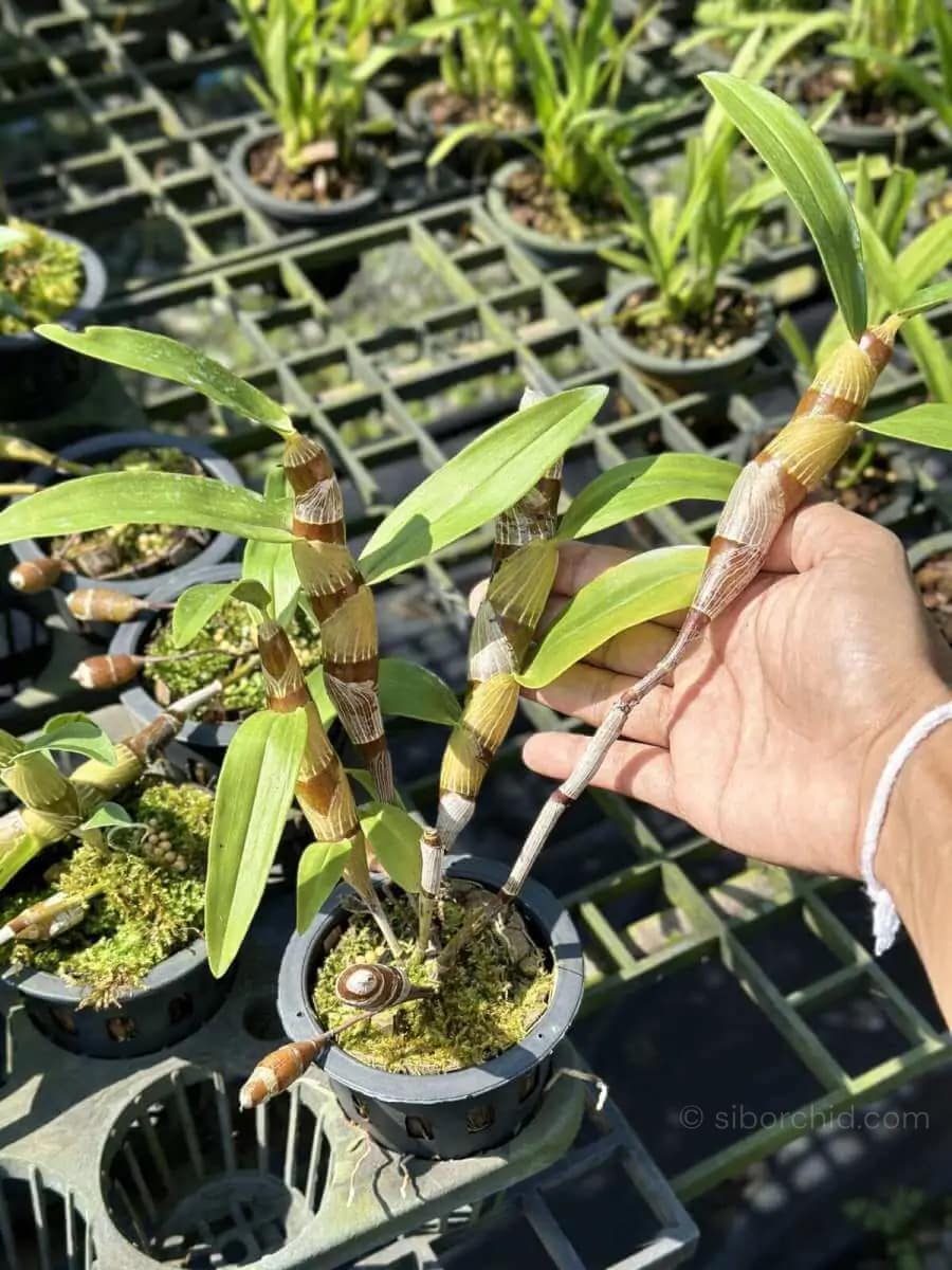 Dendrobium Chanthaboon Sunrise "4N" - dendrobium chanthaboon sunrise Dendrobium lamyaiae × Dendrobium friedericksianum