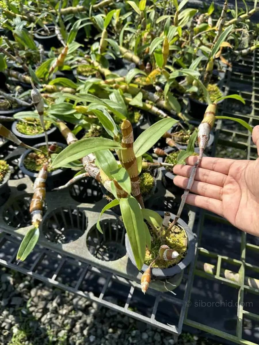 Dendrobium Chanthaboon Sunrise "4N" - dendrobium chanthaboon sunrise Dendrobium lamyaiae × Dendrobium friedericksianum
