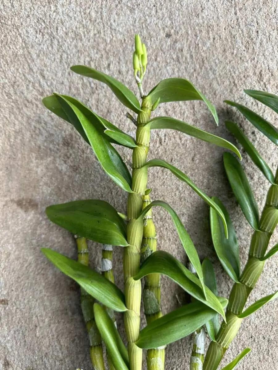 Dendrobium Nobile True Love - Dendrobium Nobile Hybrid White