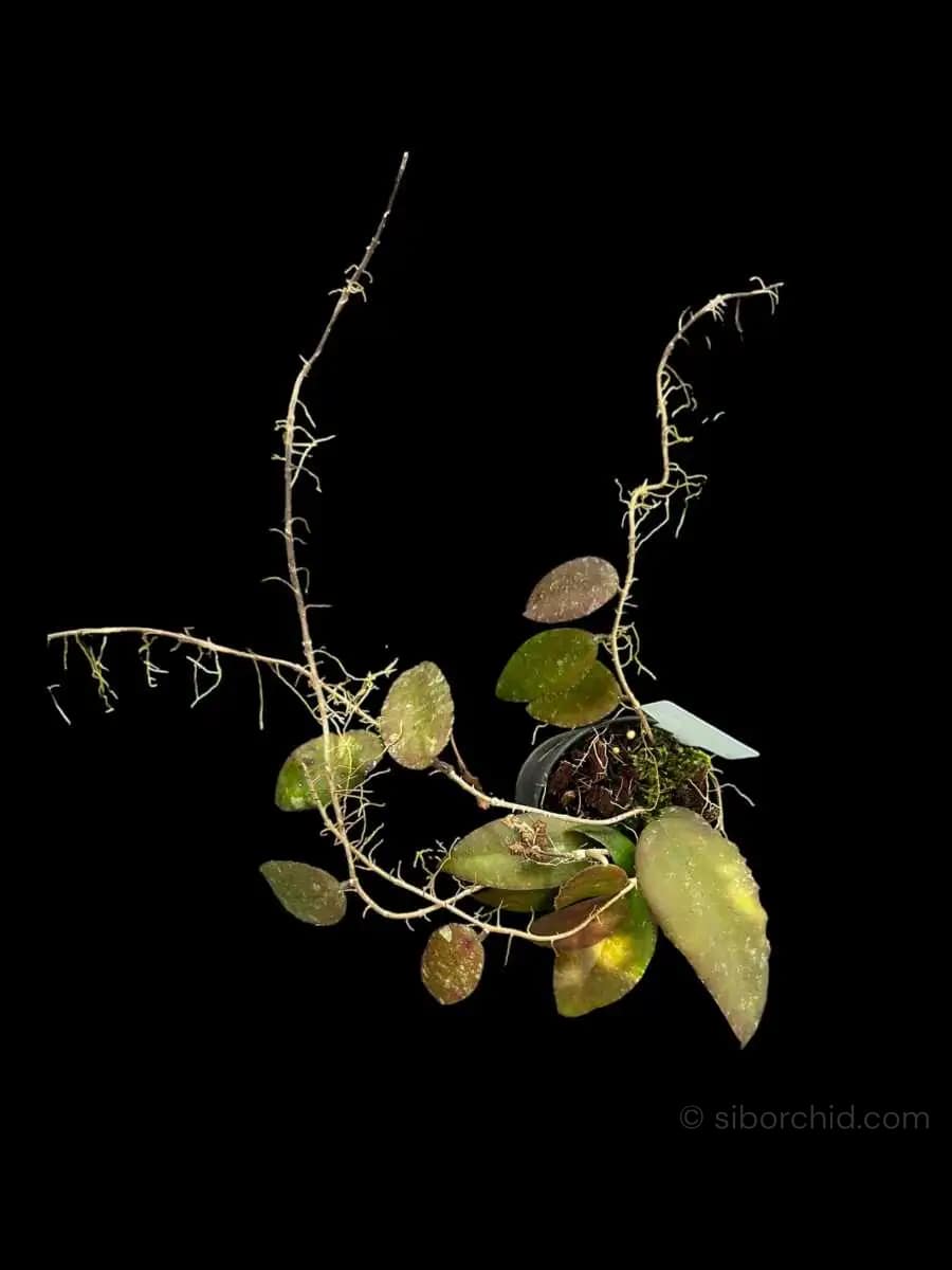 Hoya caudata var.sumatra