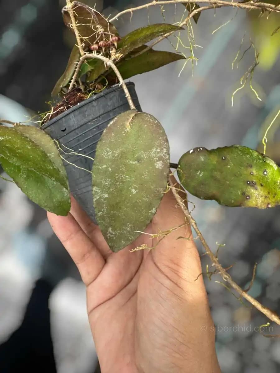 Hoya caudata var.sumatra