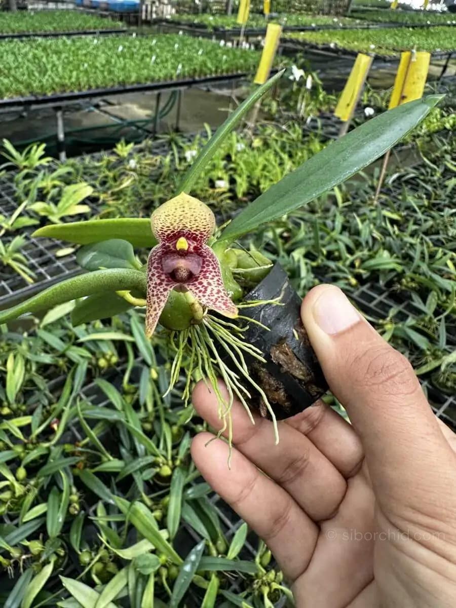 Bulbophyllum disciflorum - Trias disciflora (Small Size) - bulbophyllum disciflorum