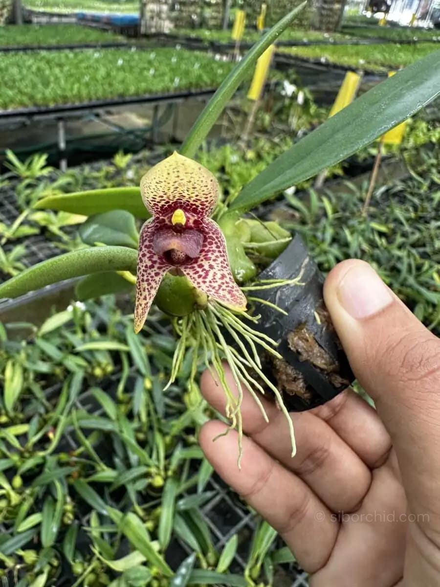 Bulbophyllum disciflorum - Trias disciflora (Small Size) - bulbophyllum disciflorum