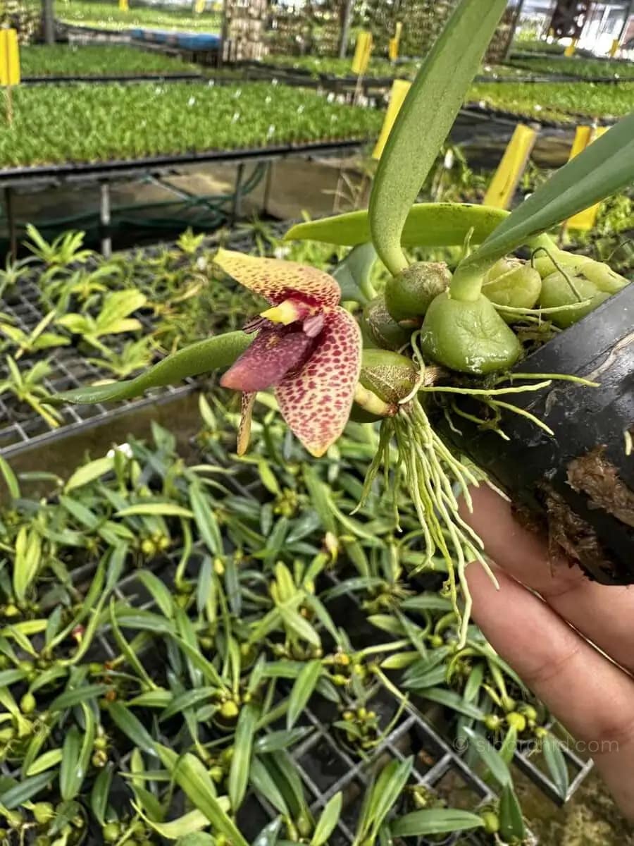 Bulbophyllum disciflorum - Trias disciflora (Small Size) - bulbophyllum disciflorum