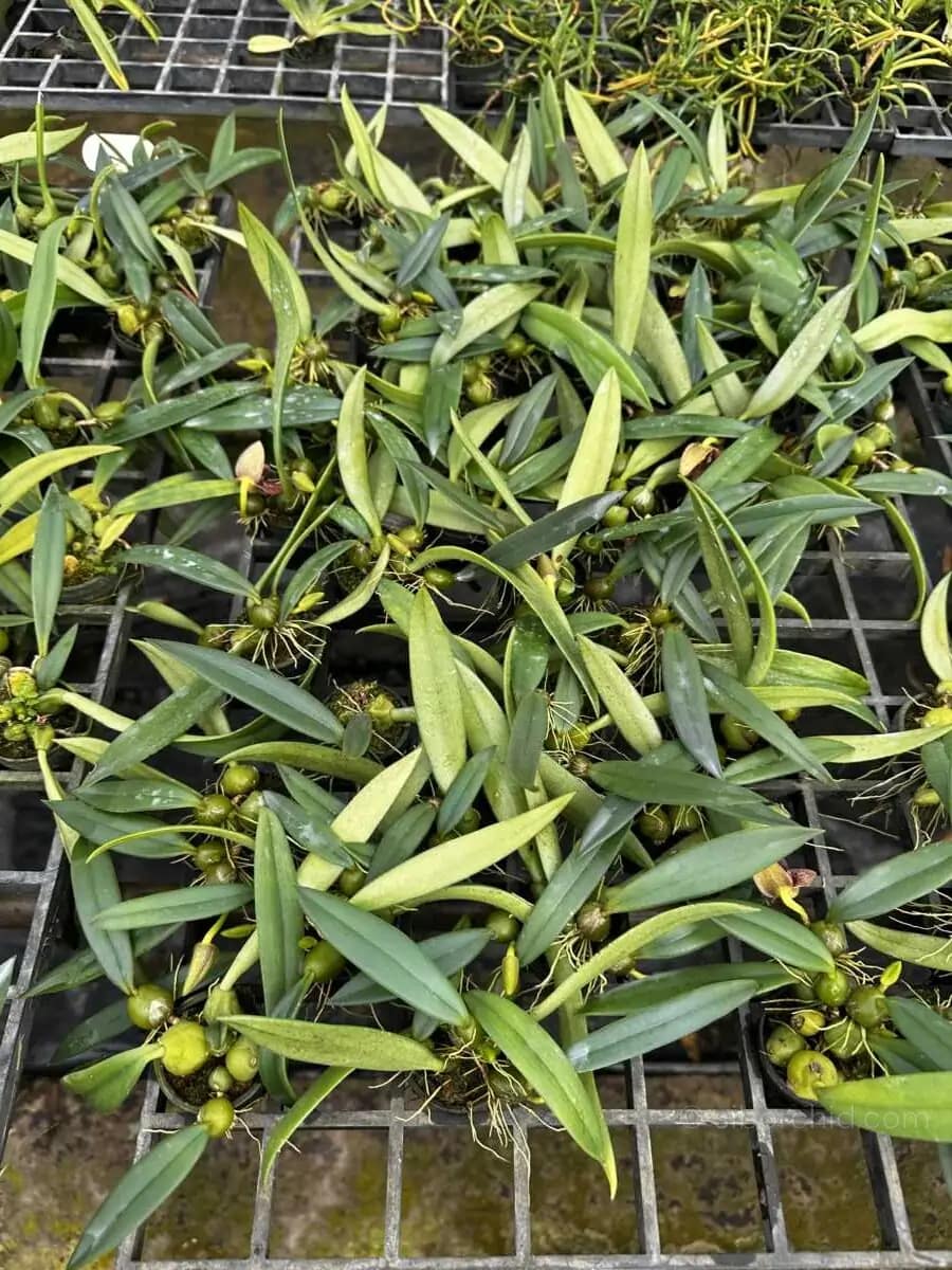 Bulbophyllum disciflorum - Trias disciflora (Small Size) - bulbophyllum disciflorum