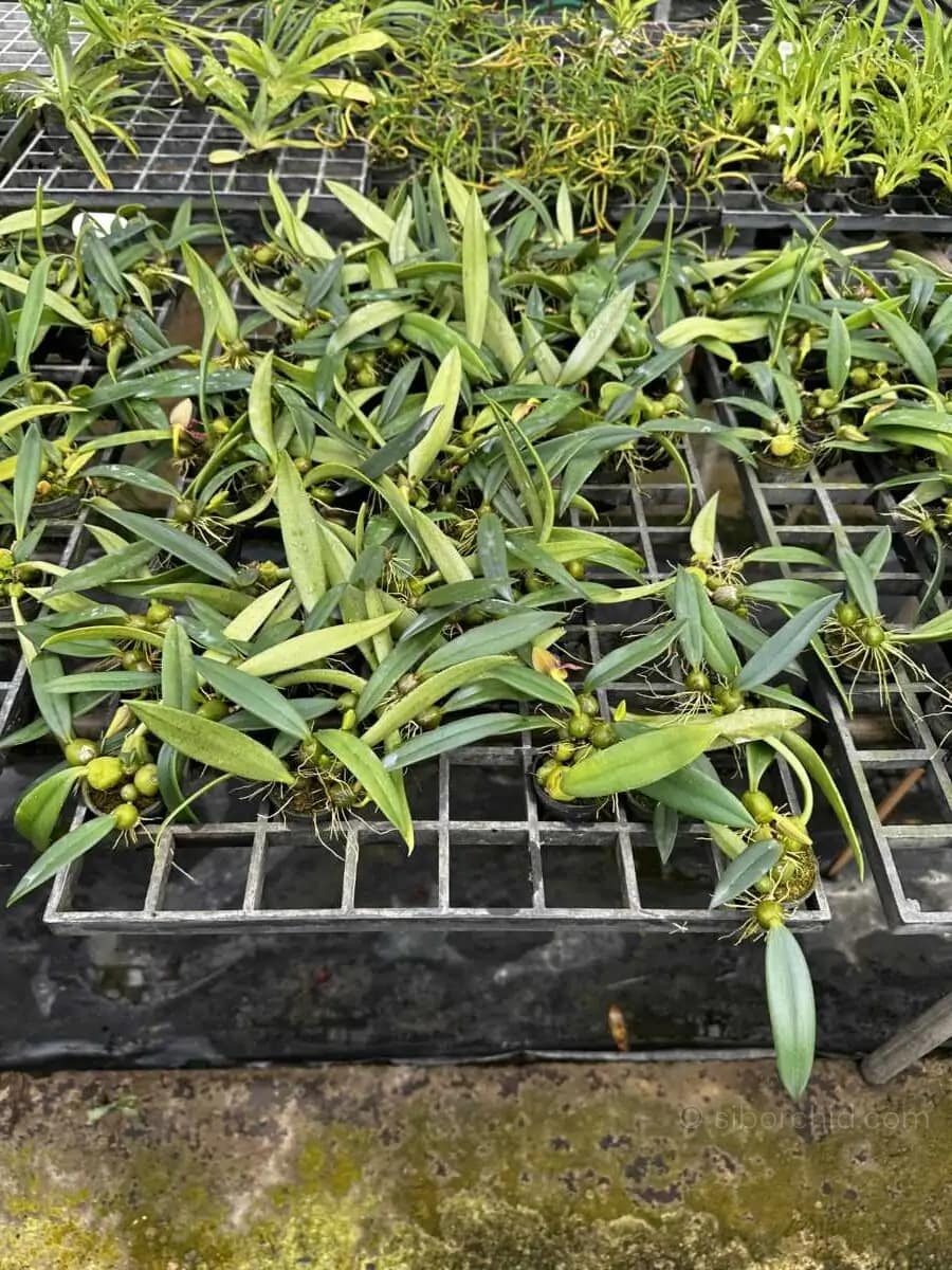 Bulbophyllum disciflorum - Trias disciflora (Small Size) - bulbophyllum disciflorum