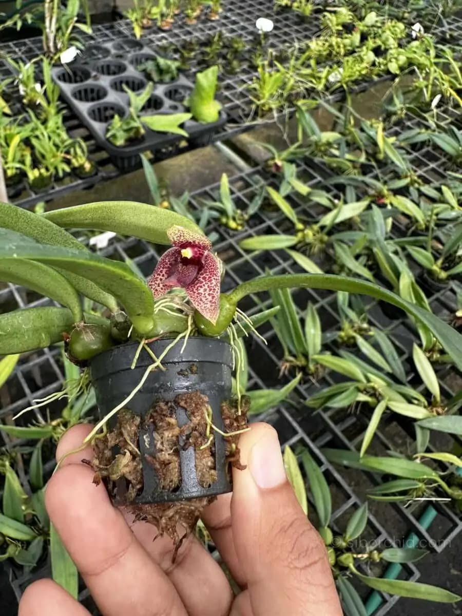 Bulbophyllum disciflorum - Trias disciflora (Small Size) - bulbophyllum disciflorum