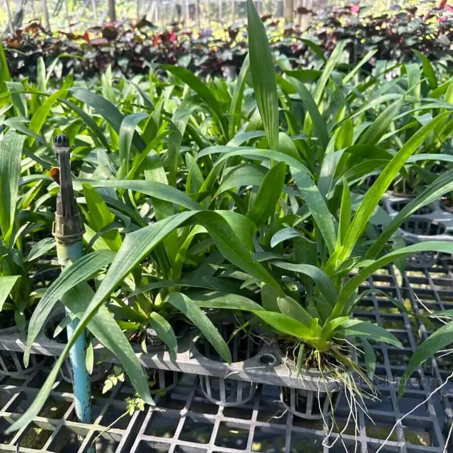 Oncidium sharry baby (Blooming Size) - Oncidium sharry baby (Blooming Size) - Image 4