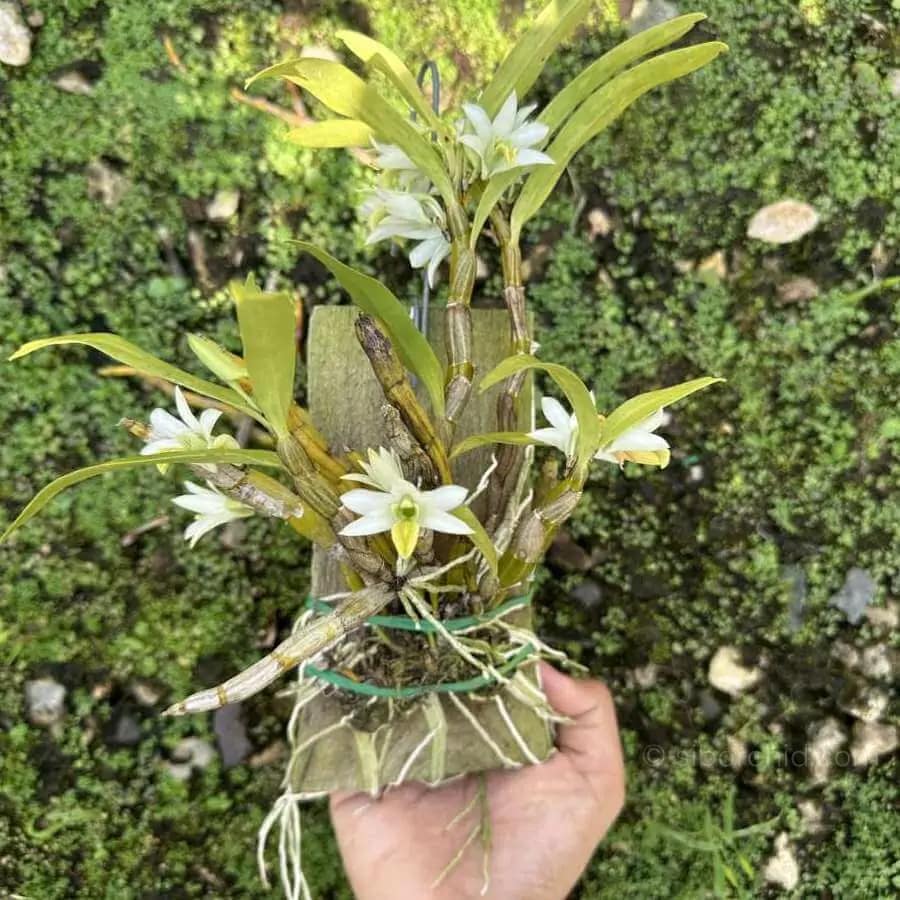 Dendrobium scabrilingue (Medium Size) - Dendrobium scabrilingue (Medium Size) - Image 4