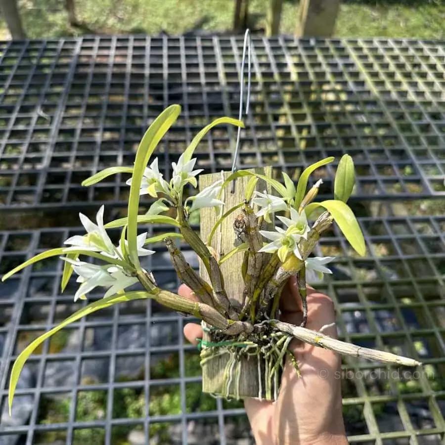 Dendrobium scabrilingue (Medium Size) - Dendrobium scabrilingue (Medium Size) - Image 10