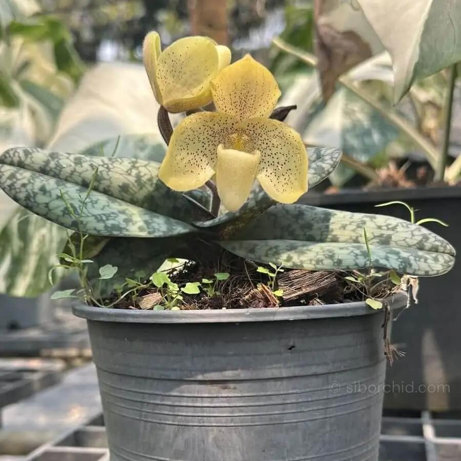 Paphiopedilum concolor - paph concolor