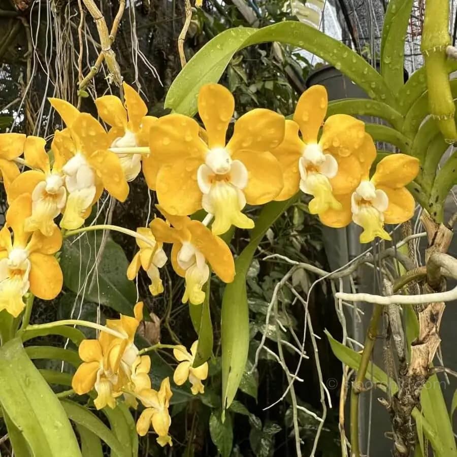 Vanda denisoniana - Vanda_denisoniana