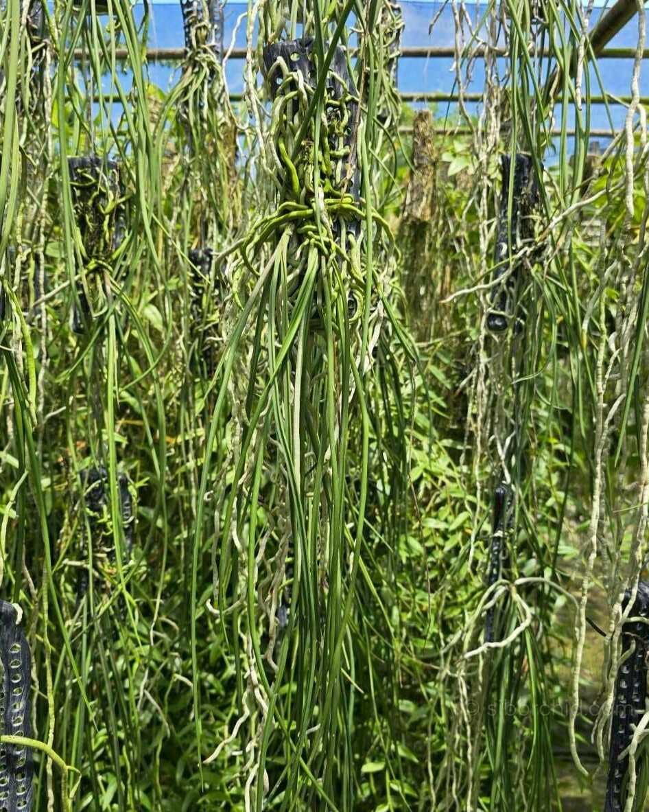 Seidenfadenia mitrata