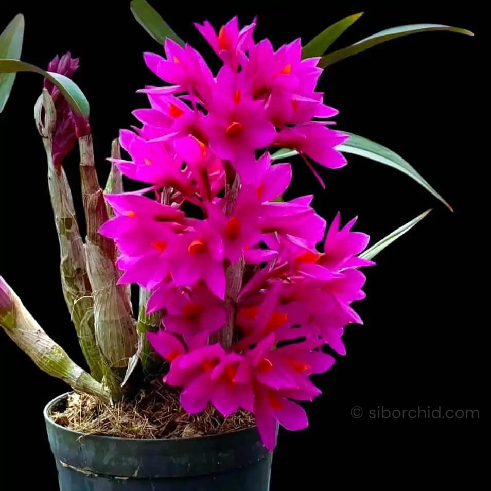 Dendrobium Hibiki (Blooming Size) - Dendrobium Hibiki