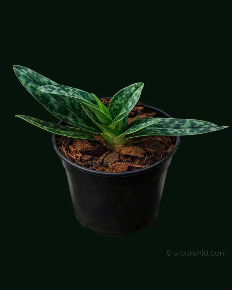 Paphiopedilum sukhakulii - Paphiopedilum sukhakulii