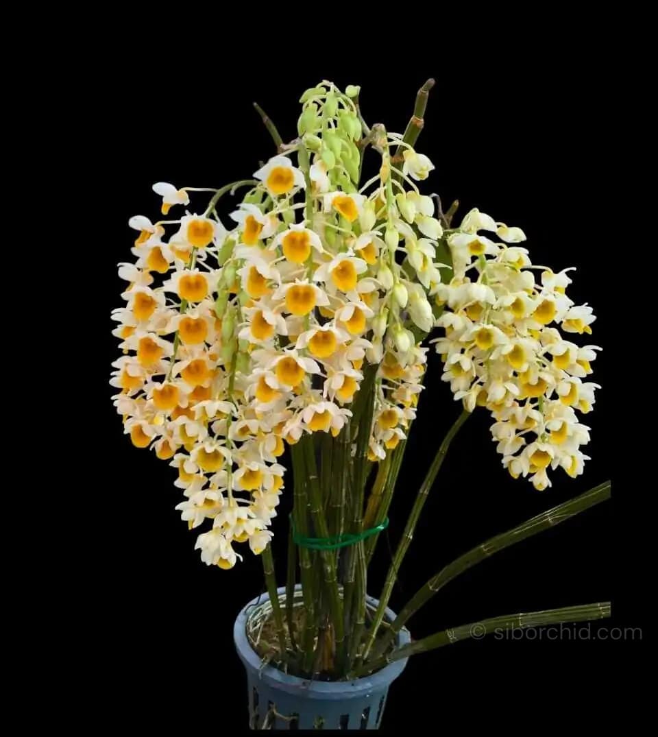 Dendrobium thyrsiflorum – Blooming Size - Dendrobium thyrsiflorum – Blooming Size