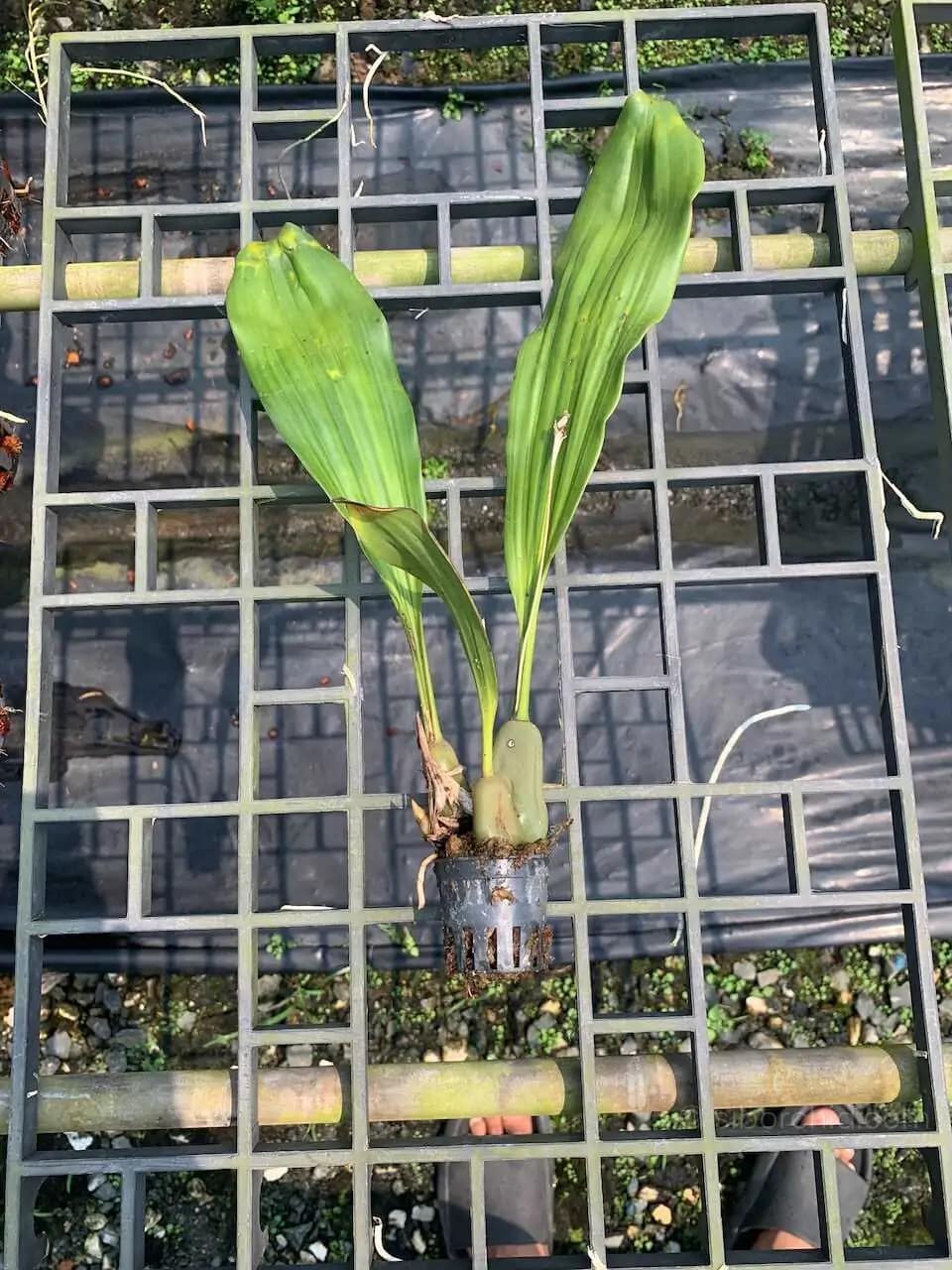 Pholidota imbricata - Pholidota imbricata