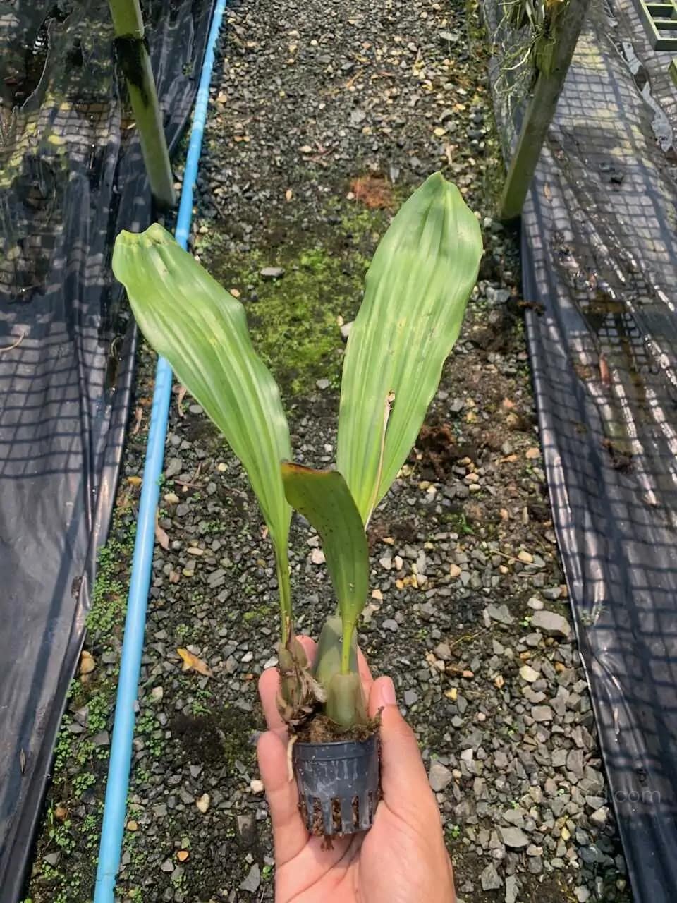 Pholidota imbricata - Pholidota imbricata