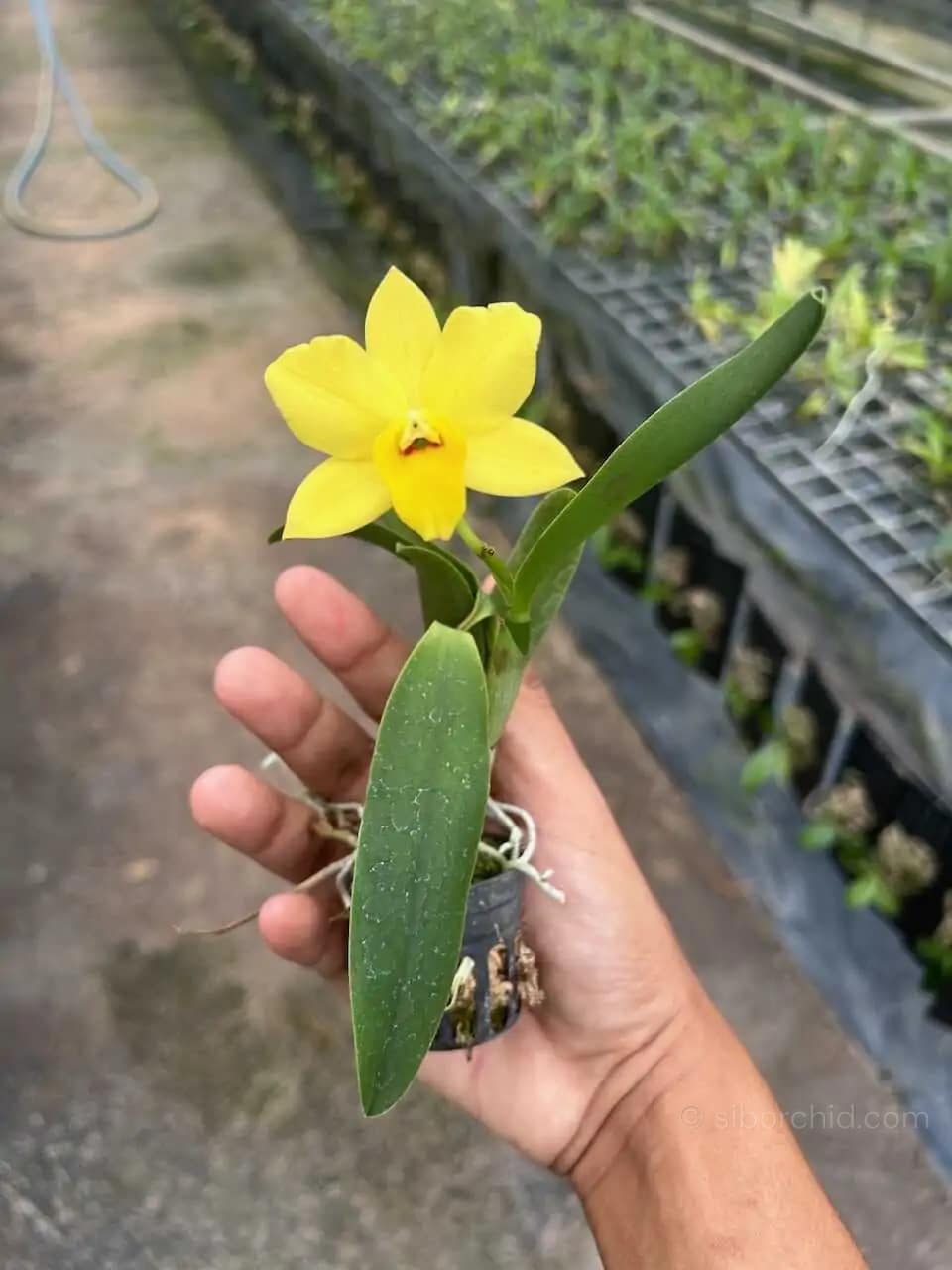 Cattleya Yellow miniature