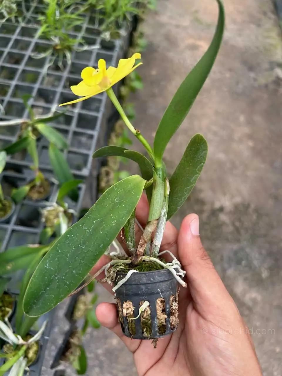 Cattleya Yellow miniature