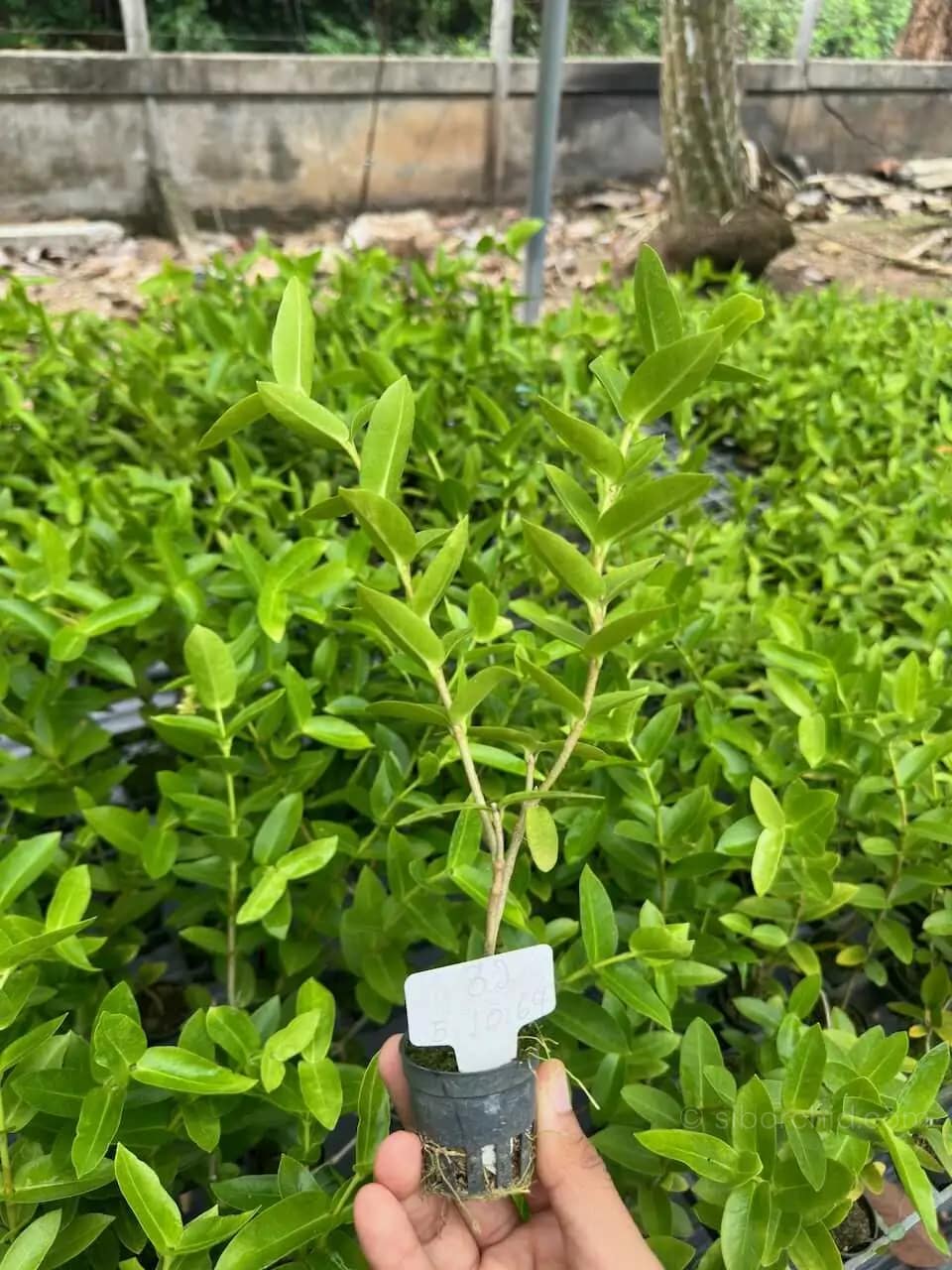 Hoya densifolia - Hoya densifolia