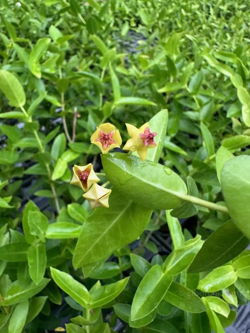 Hoya densifolia - Hoya densifolia