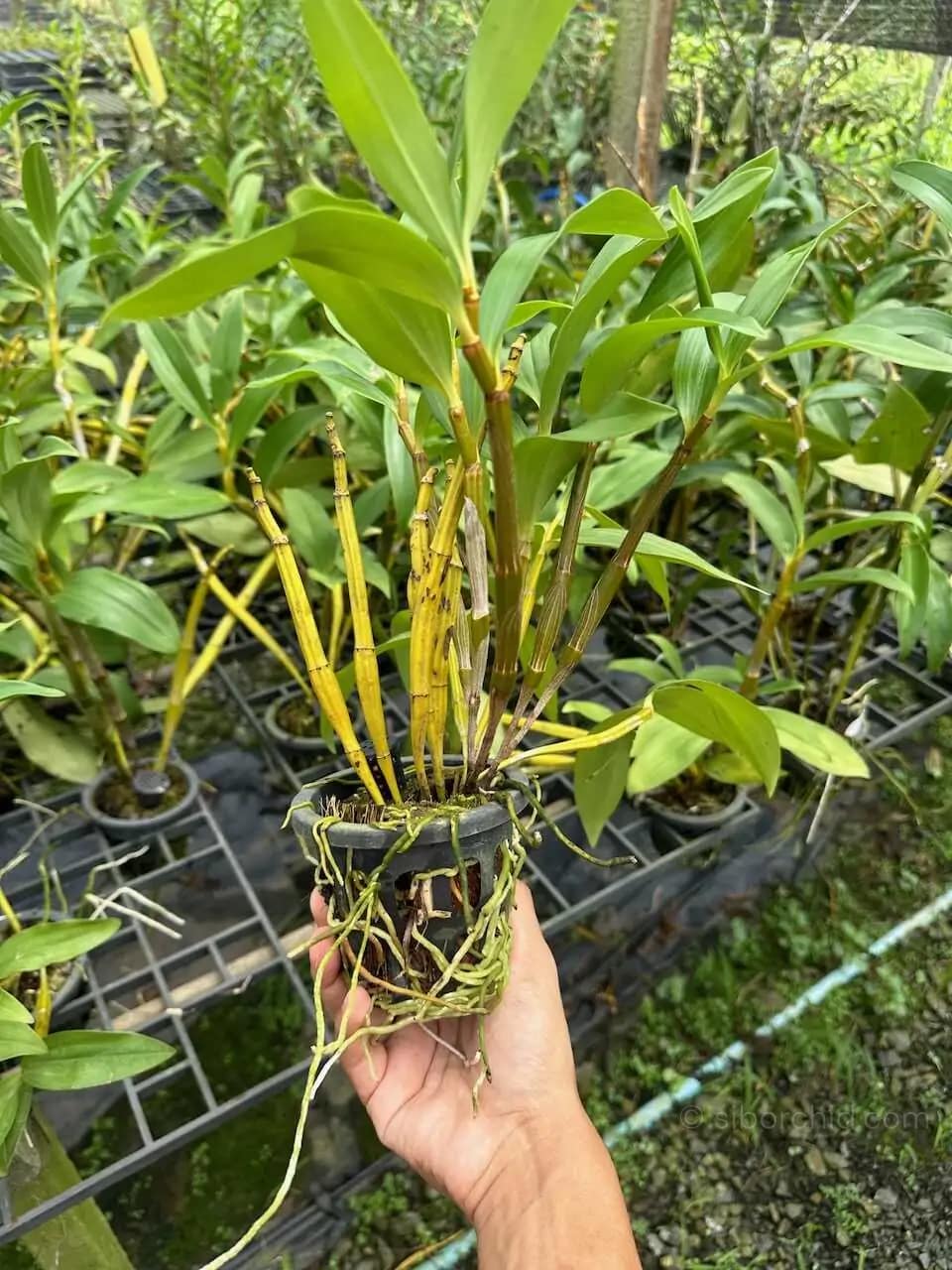Dendrobium thyrsiflorum – Blooming Size - Dendrobium thyrsiflorum – Blooming Size - Image 5