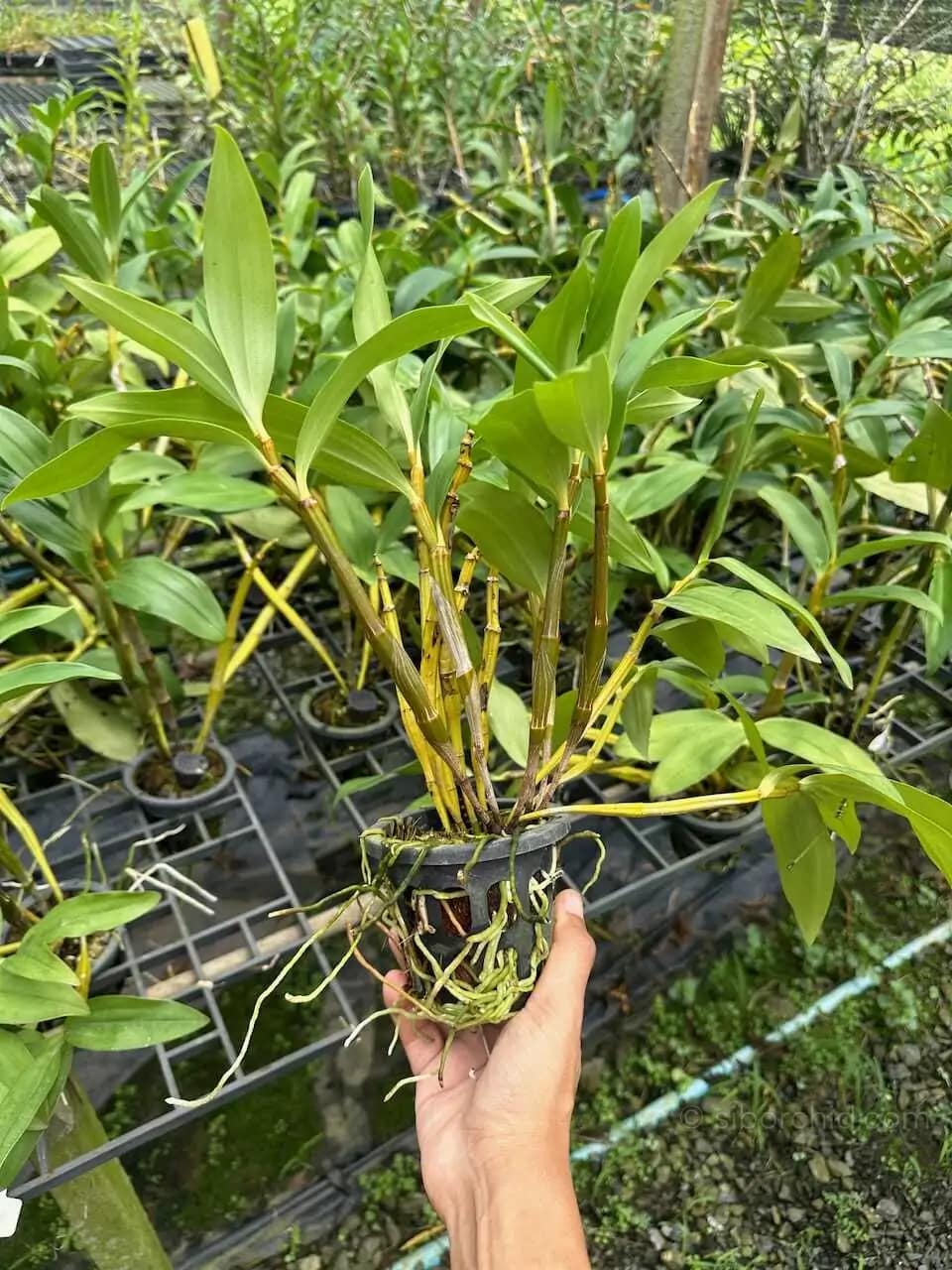 Dendrobium thyrsiflorum – Blooming Size - Dendrobium thyrsiflorum – Blooming Size - Image 4