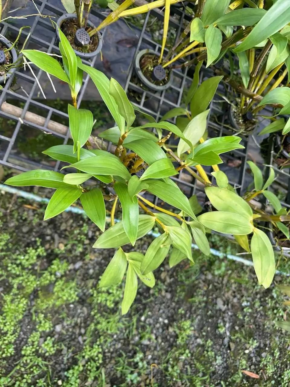 Dendrobium thyrsiflorum – Blooming Size - Dendrobium thyrsiflorum – Blooming Size - Image 3