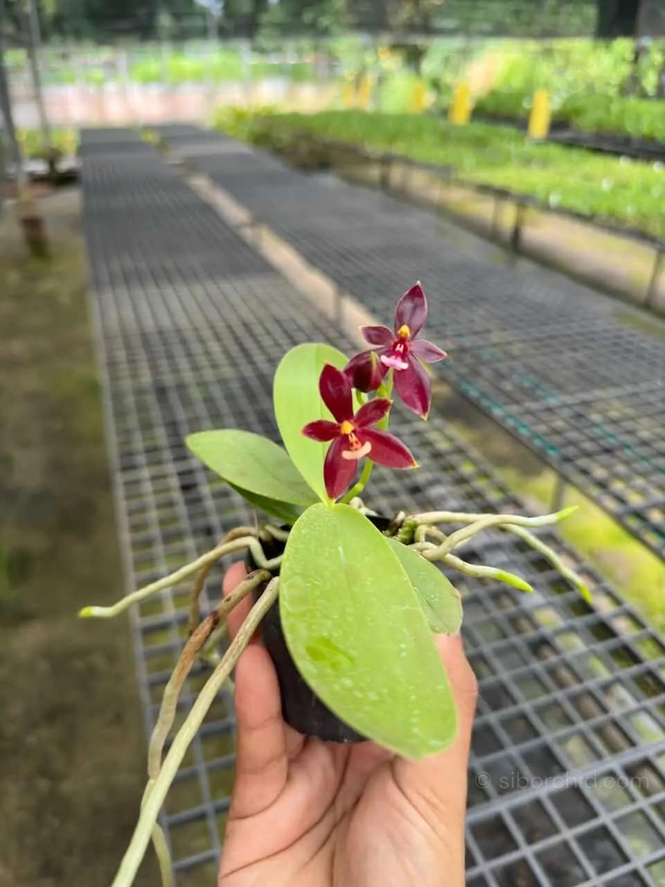 Phalaenopsis cornu-cervi Red - phalaenopsis cornu-cervi red