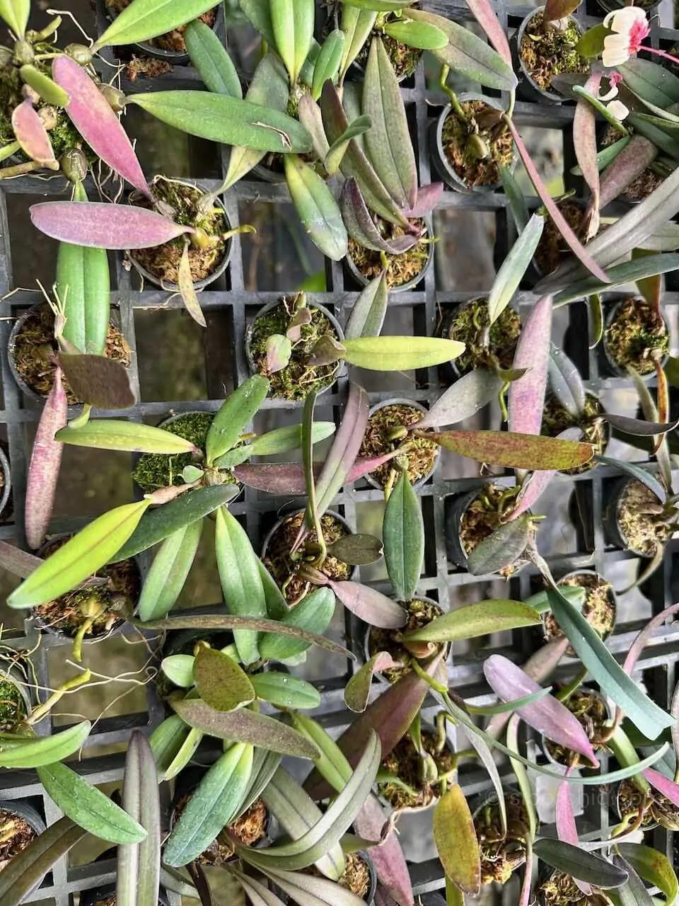Bulbophyllum auratum Purple - Bulbophyllum auratum Purple - Image 4