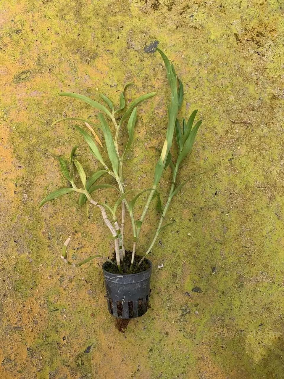 Dendrobium sutepense - Dendrobium sutepense - Image 5