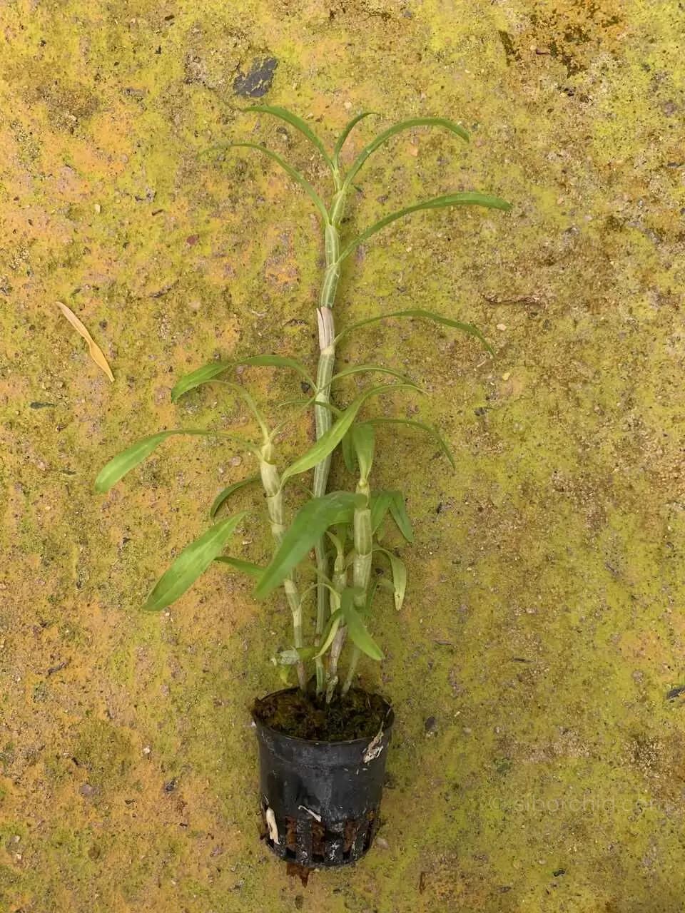 Dendrobium sutepense - Dendrobium sutepense