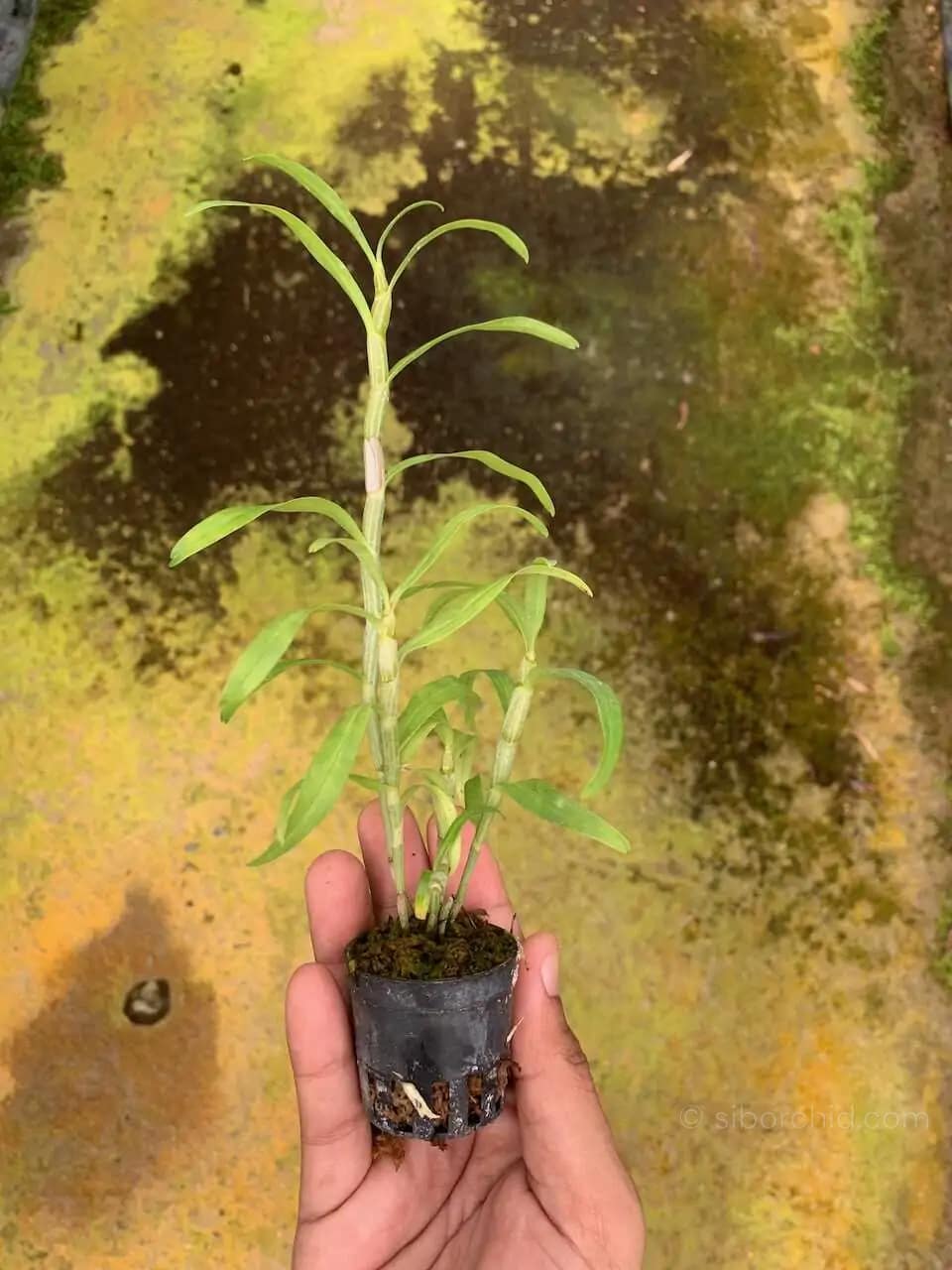 Dendrobium sutepense - Dendrobium sutepense