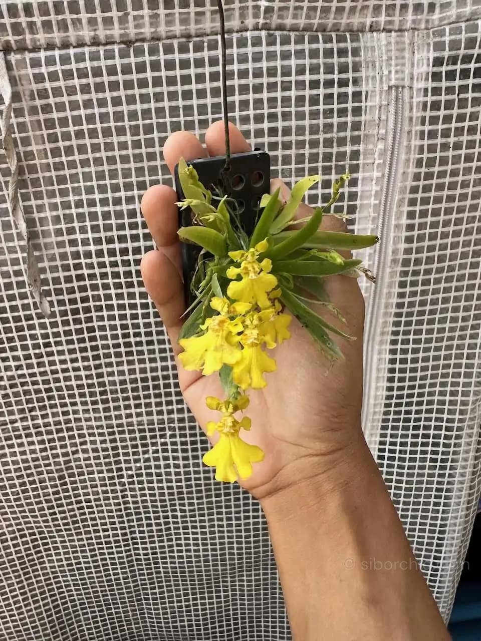 Psygmorchis pusilla - Psygmorchis pusilla