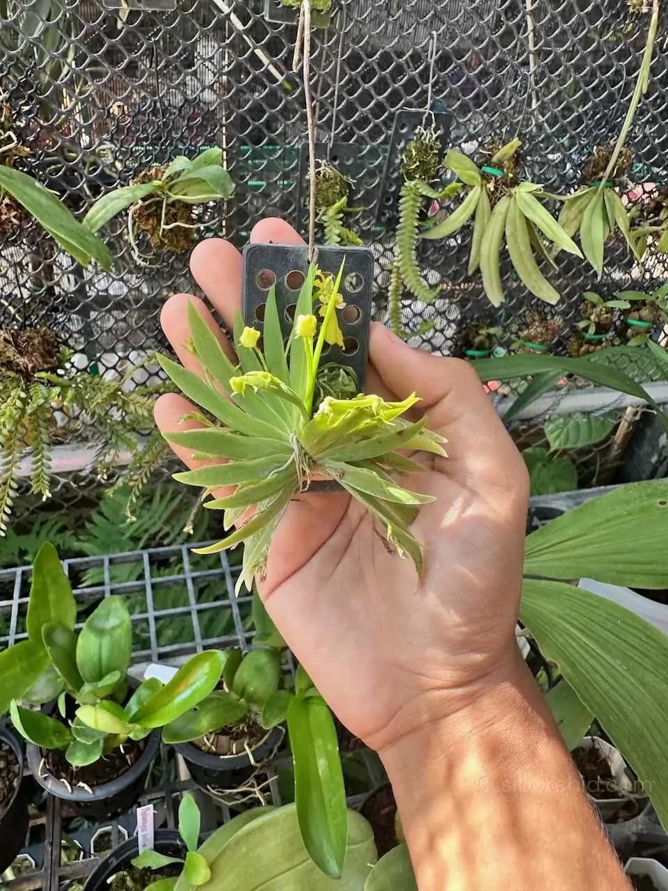 Psygmorchis pusilla - Psygmorchis pusilla