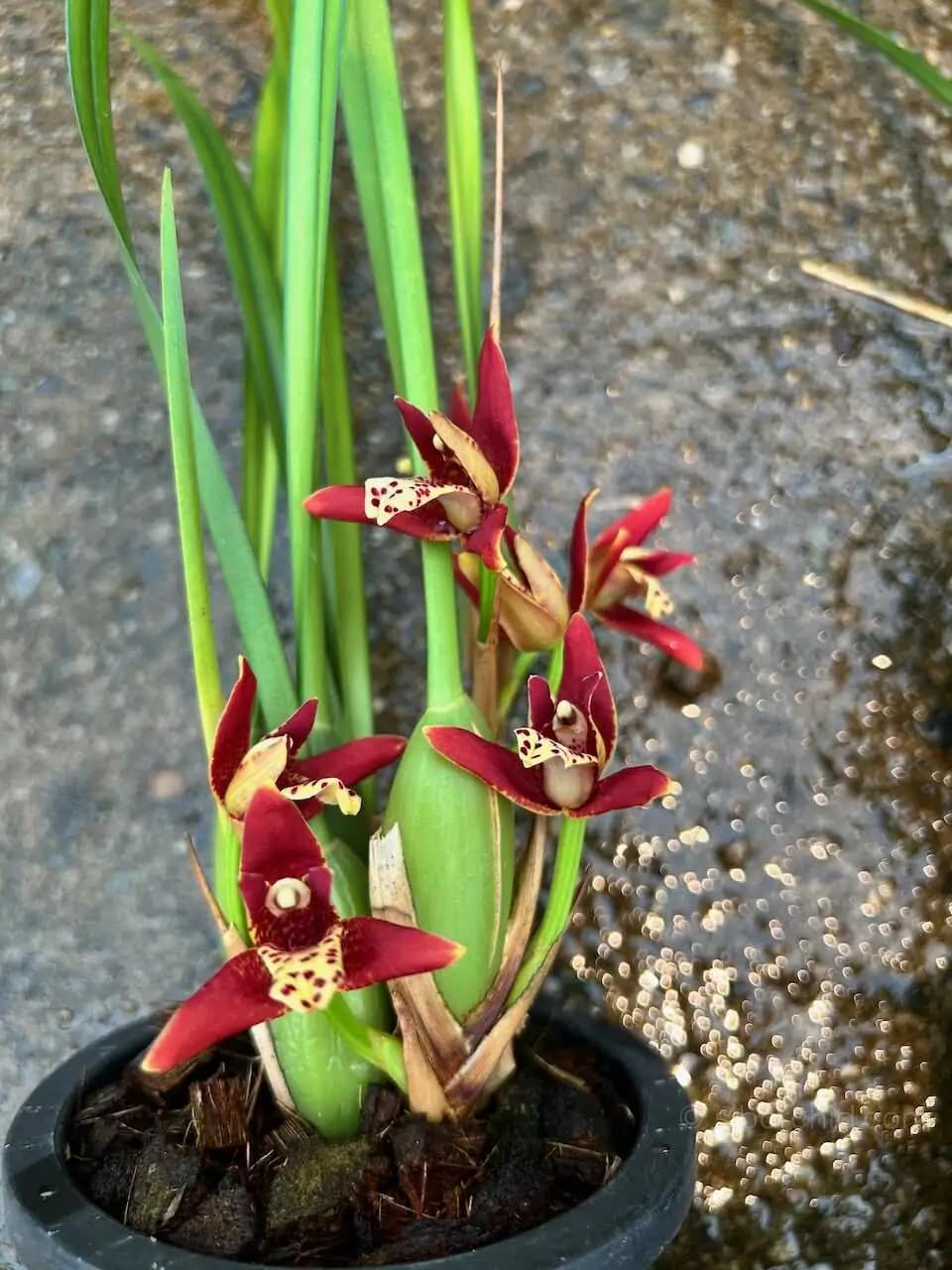 Maxillaria tenuifolia Red - Maxillaria tenuifolia Red - Image 5