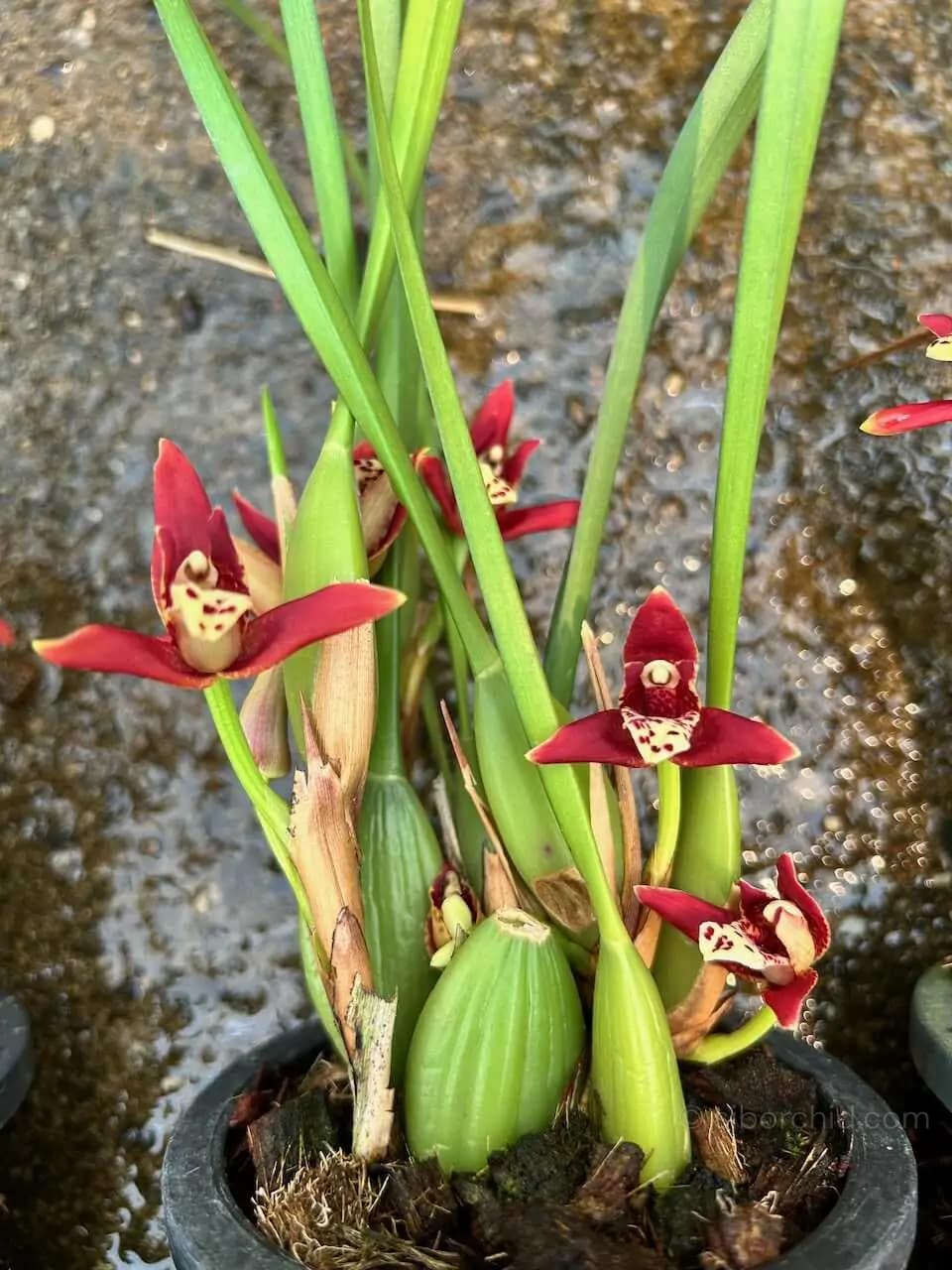 Maxillaria tenuifolia Red - Maxillaria tenuifolia Red - Image 4