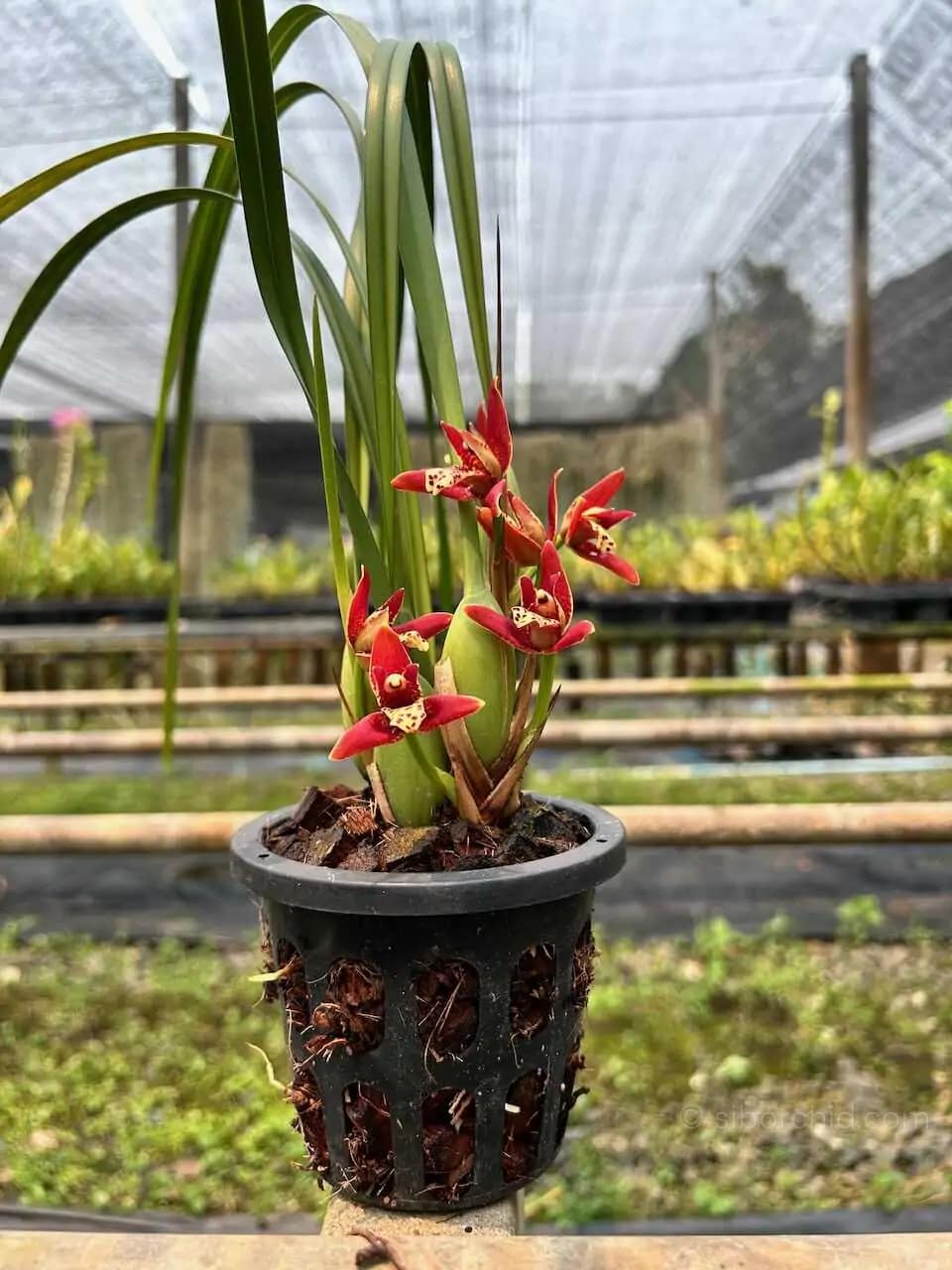 Maxillaria tenuifolia Red - Maxillaria tenuifolia Red - Image 2