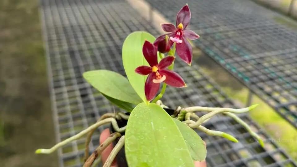 Phalaenopsis cornu-cervi Red - phalaenopsis cornu-cervi red