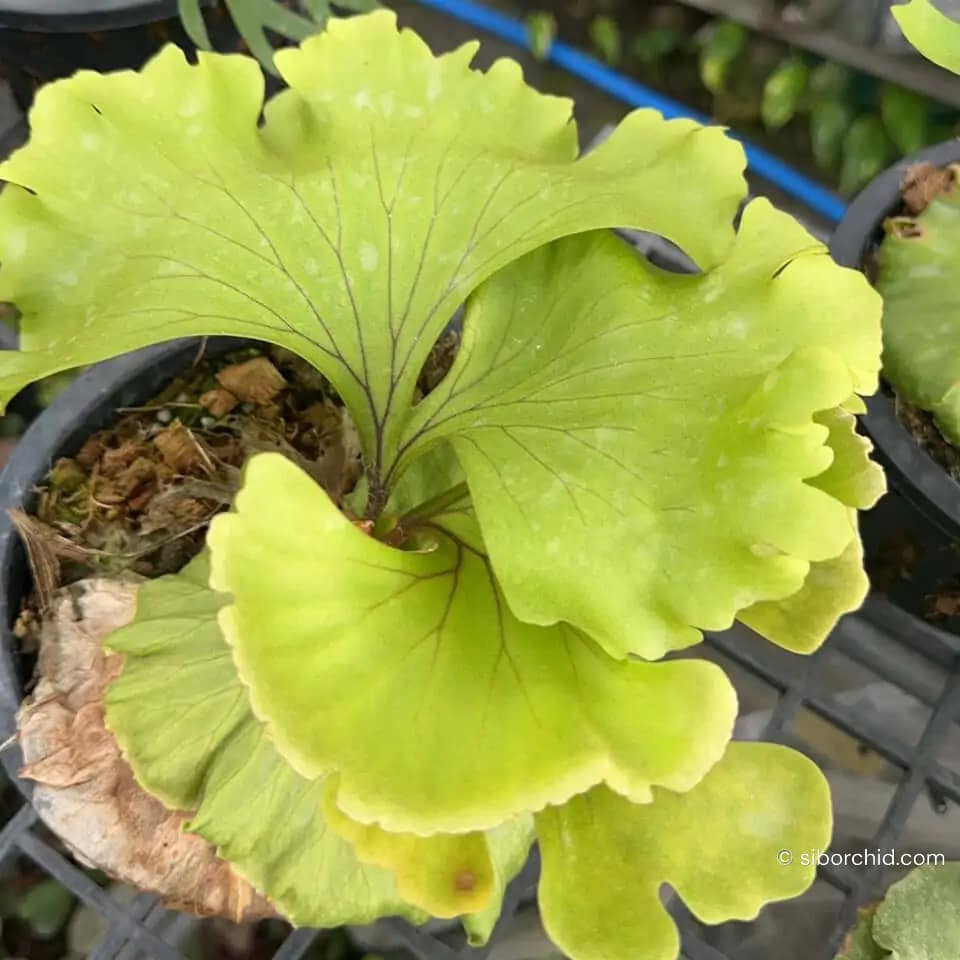 Platycerium ridleyi wide form - Platycerium ridleyi wide form