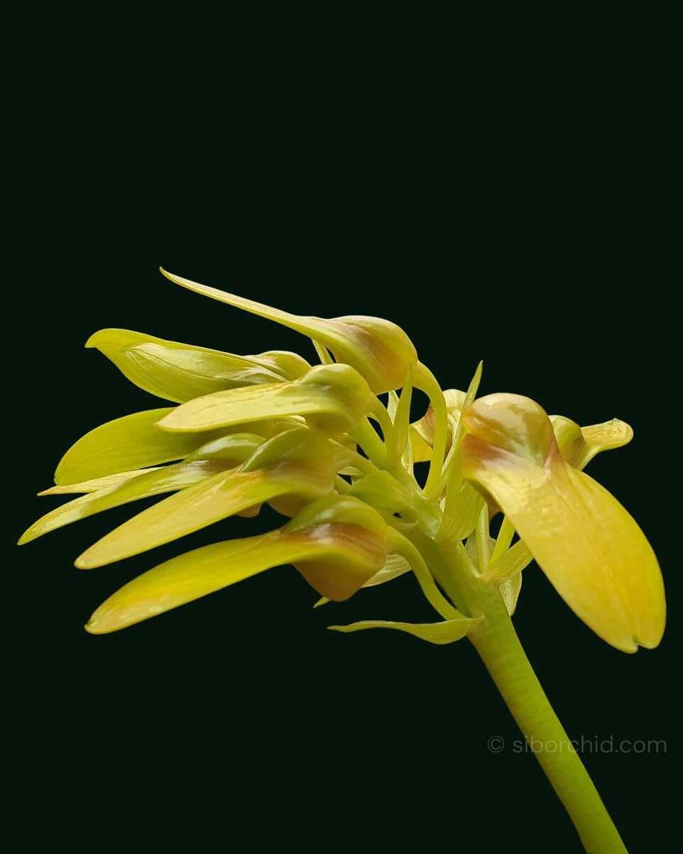 Bulbophyllum graveolens - Bulbophyllum graveolens - Image 2